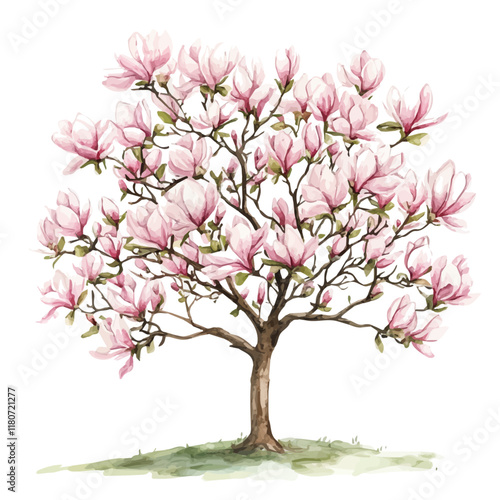 A watercolor of a magnolia tree with its large, fragrant flowers in full bloom, isolated on a white background. Magnolia tree vector.
