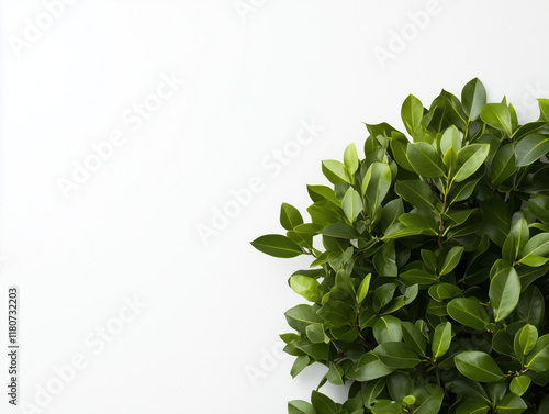 Striking Contrast: A Lush Bush Against a Stark White Background Showcases Nature's Intricate Beauty and Serene Elegance