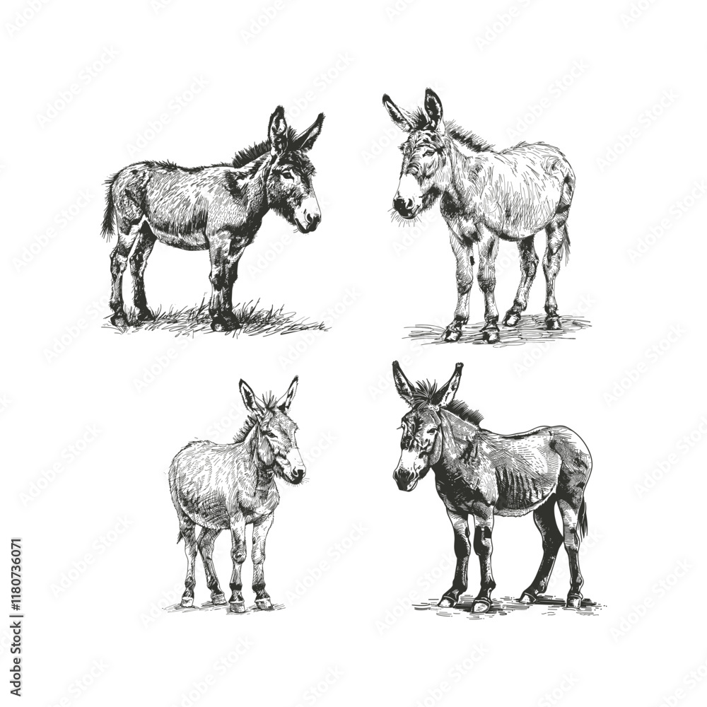 Fototapeta premium Donkey hand drawn engraving design vector template illustration
