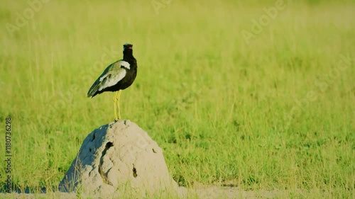 A northern black korhaan (Afrotis afraoides) standing on a dune, Kalahari National Park.  photo