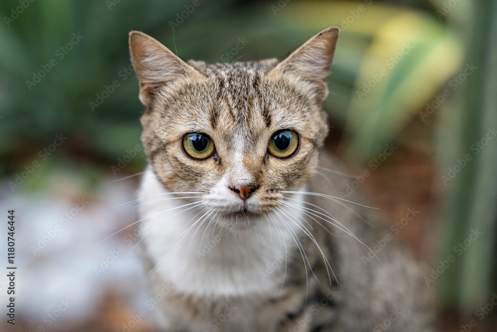 Retrato de un gato doméstico con mirada curiosa Retrato de un gato doméstico con mirada curiosa