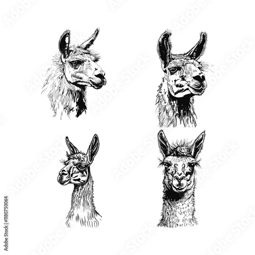 Llama hand drawn engraving design vector template illustration