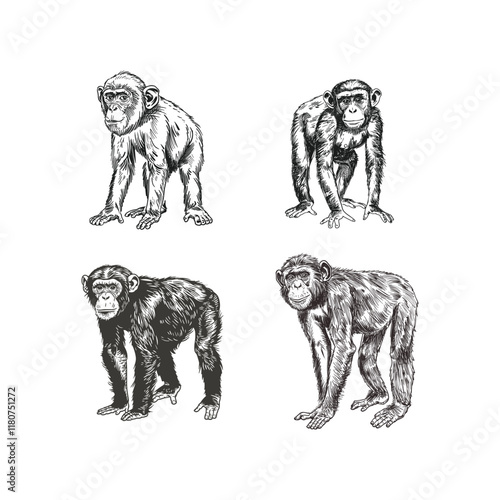Monkey hand drawn engraving design vector template