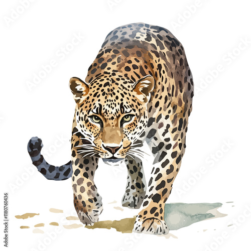 A watercolor illustration of a leopard stalking its prey through tall grass, isolated on a white background. Leopard stalking vector.
