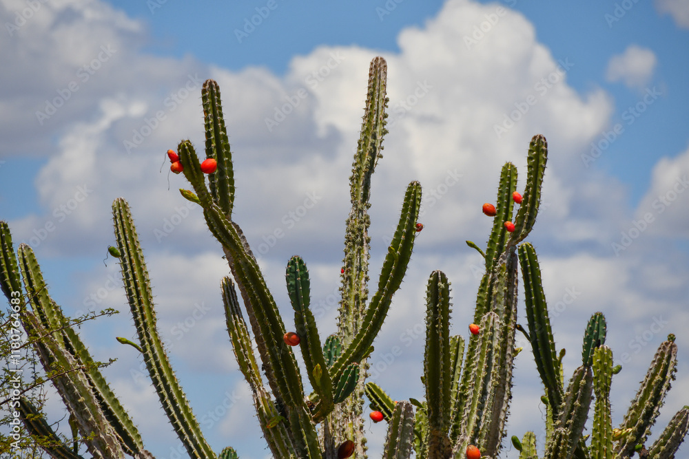 Detail of the thorn of the mandacaru, a plant native to the Brazilian caatinga. Scientific name Cereus jamacaru, from the botanical family of Cactaceae Detail of the thorn of the mandacaru, a plant native to the Brazilian caatinga. Scientific name Cereus jamacaru, from the botanical family of Cactaceae