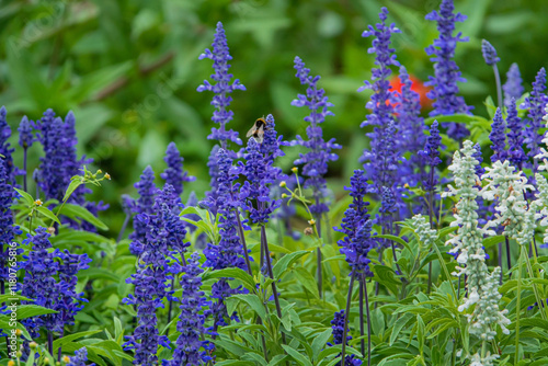 Salvia farinacea in the garden photo