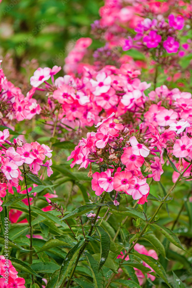 phlox flowers in the garden phlox flowers in the garden