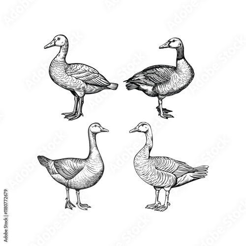 Goose hand draw engraving design vector template illustration