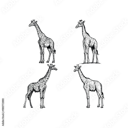 Giraffe hand drawn engraving design vector template illustration