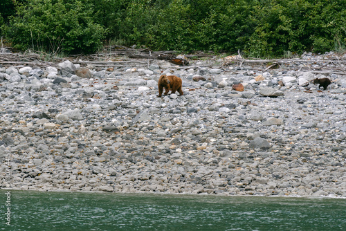 Coastal brown bear (grizzly bear) mother and cub foraging along beach in Glacier Bay National Park in southeast Alaska  photo