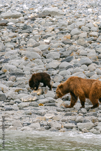 Coastal brown bear (grizzly bear) mother and cub foraging along beach in Glacier Bay National Park in southeast Alaska  photo