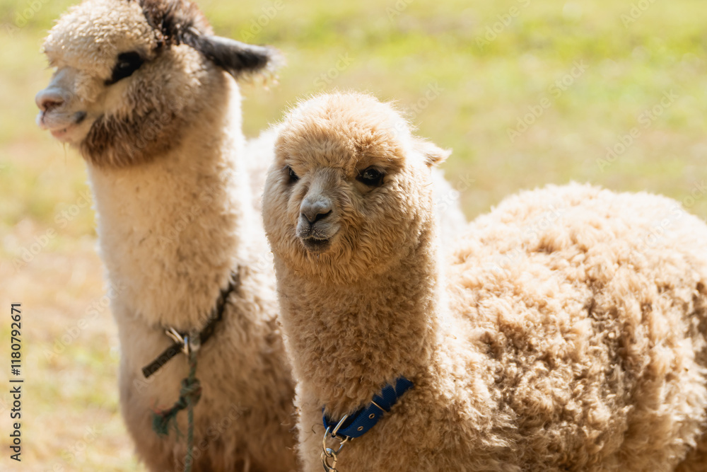 Two Adorable Alpacas with Soft Fur Standing in a Sunny Field, Showcasing Their Unique Features and Gentle Expressions in a Calm Natural Setting Two Adorable Alpacas with Soft Fur Standing in a Sunny Field, Showcasing Their Unique Features and Gentle Expressions in a Calm Natural Setting