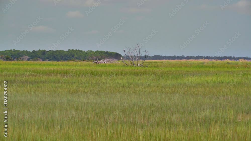 Some wading birds, white feathers and black, of the lowlands of South Carolina are seen perched in the distance on a lone dead tree in green marsh grass. Some wading birds, white feathers and black, of the lowlands of South Carolina are seen perched in the distance on a lone dead tree in green marsh grass.