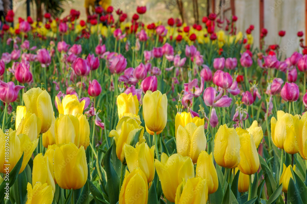 Tulips is The flowers are usually large, showy and brightly colored, generally red, pink, yellow, or white. Chiang Rai Province : Thailand Tulips is The flowers are usually large, showy and brightly colored, generally red, pink, yellow, or white. Chiang Rai Province : Thailand