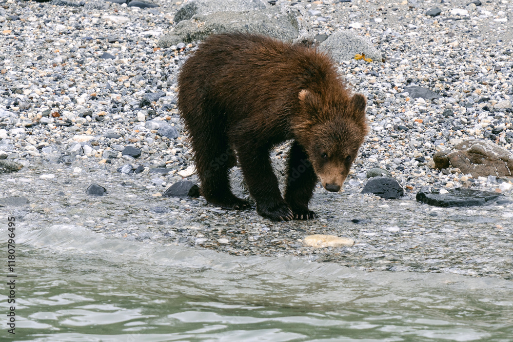 Coastal brown bear (grizzly bear) cub playing along beach in Glacier Bay National Park in southeast Alaska 