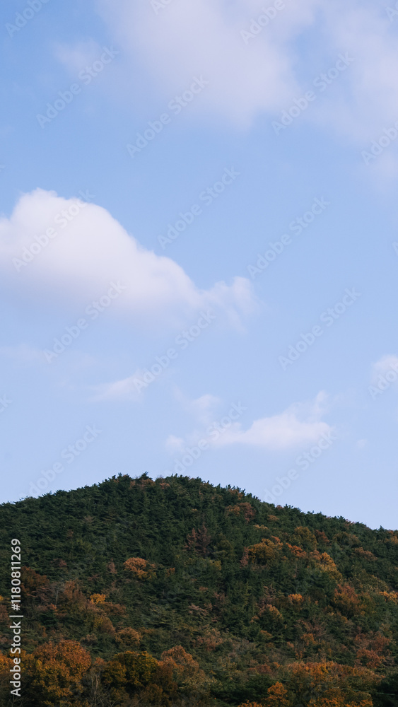 hill with forest and blue sky with cloud hill with forest and blue sky with cloud