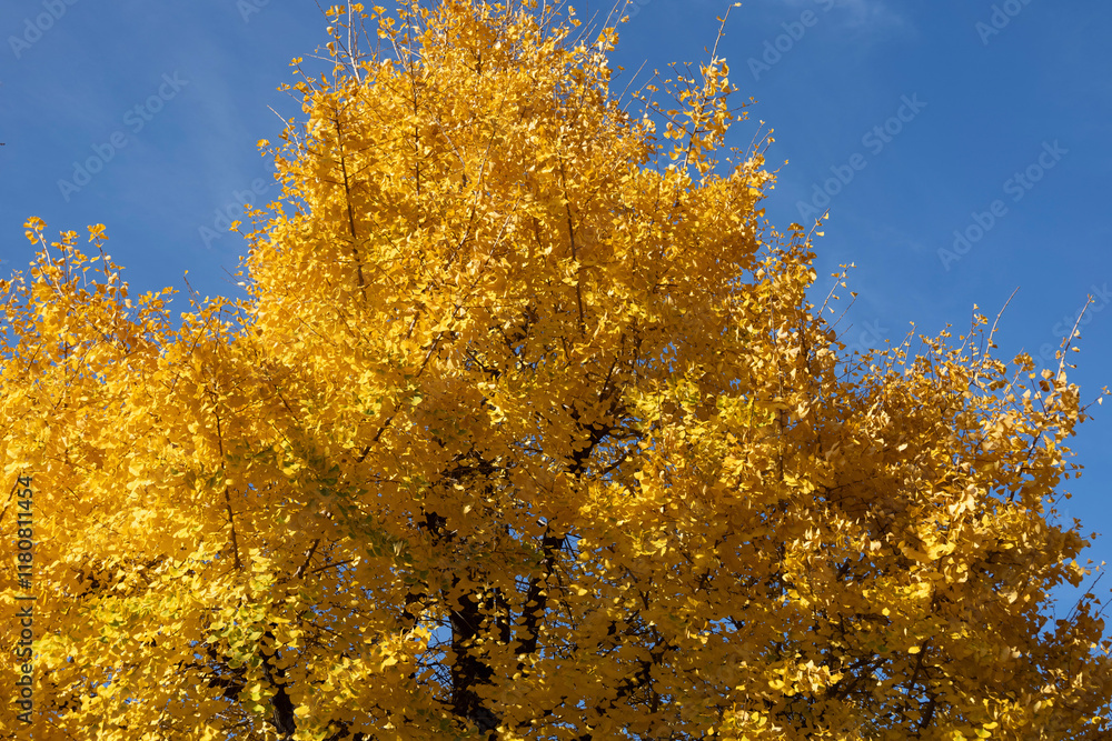 Fototapeta premium tree with yellow leaves in autumn in south korea