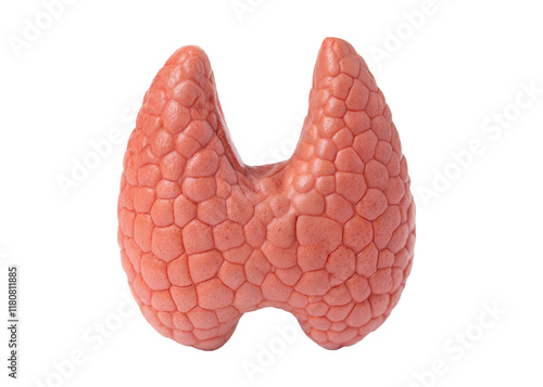 realistic healthy human thyroid gland, internal organ, throat endocrine gland, isolated on a transparent background with a clipping path cutout. photo