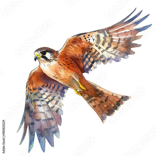 A watercolor vector of a kestrel hovering in the air, isolated on a white background. Kestrel hovering vector.
