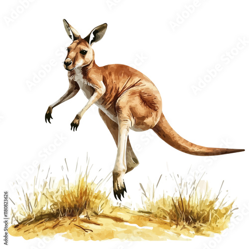 A watercolor drawing of a kangaroo jumping in the outback, isolated on a white background. Kangaroo jumping vector.
 photo