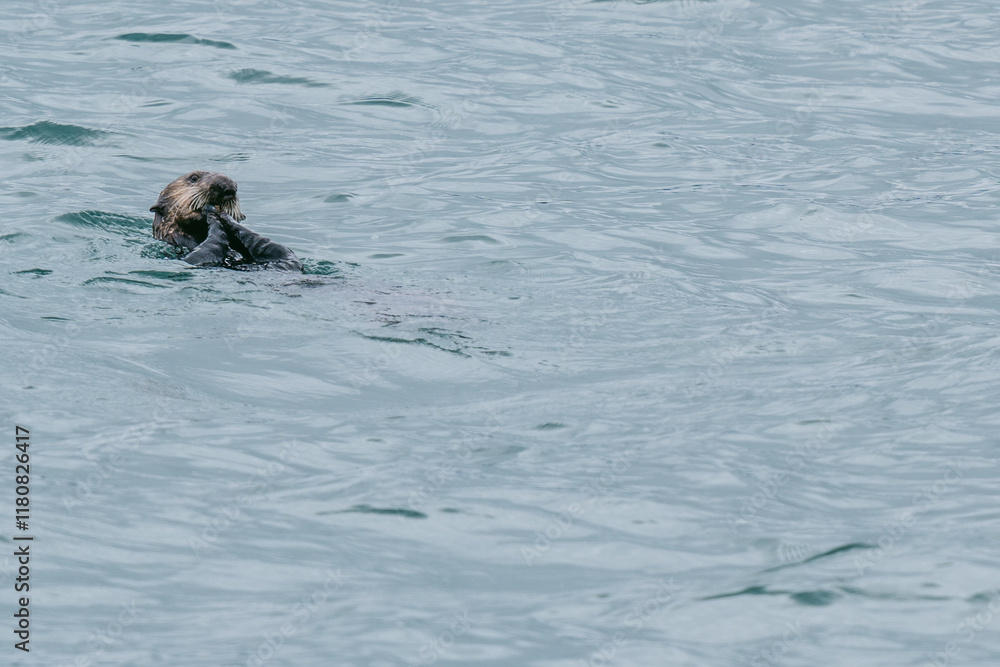 Fototapeta premium Sea otters floating in Glacier Bay National Park in southeast Alaska 