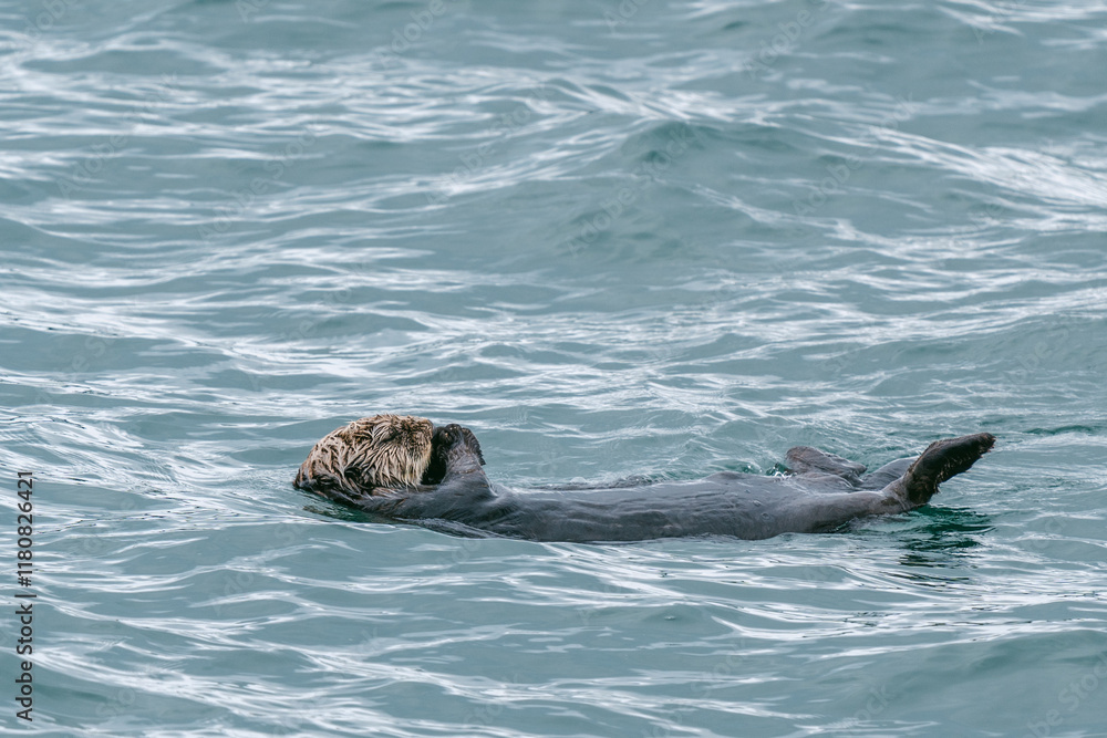 Fototapeta premium Sea otters floating in Glacier Bay National Park in southeast Alaska 