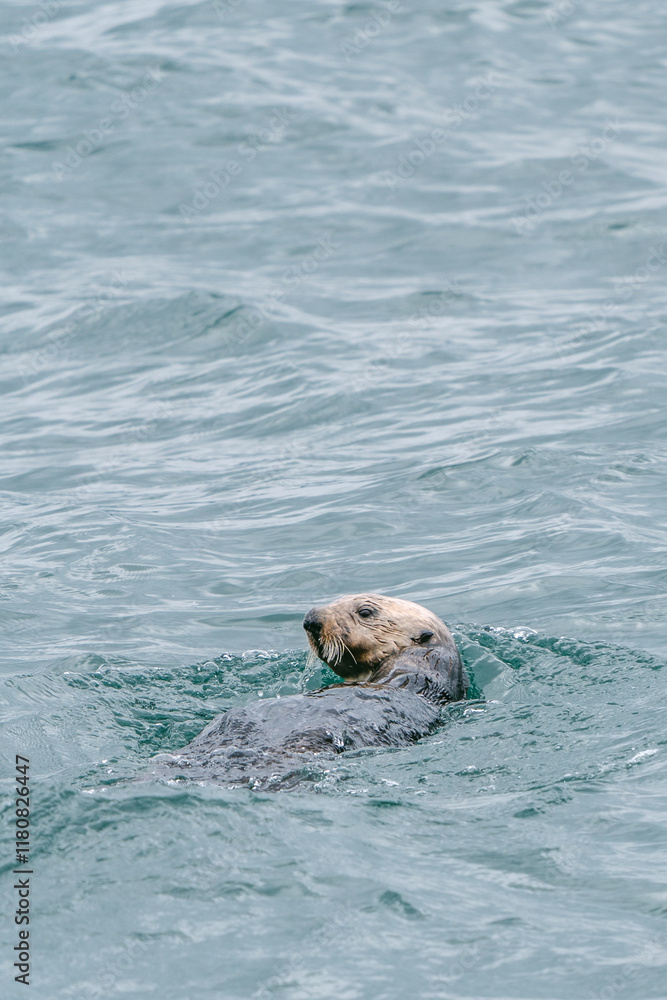 Sea otters floating in Glacier Bay National Park in southeast Alaska Sea otters floating in Glacier Bay National Park in southeast Alaska