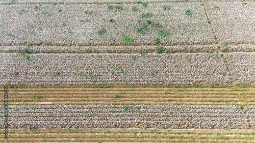 Aerial view of cotton harvesting process in Xinjiang showing agricultural practices and machinery