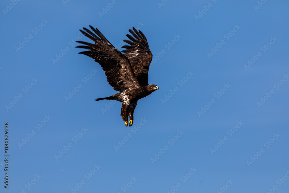 The steppe eagle (Aquila nipalensis) is a striking raptor often spotted perched or gliding over the vast grasslands of Bhigwan Wildlife Sanctuary, a haven for diverse avian species. The steppe eagle (Aquila nipalensis) is a striking raptor often spotted perched or gliding over the vast grasslands of Bhigwan Wildlife Sanctuary, a haven for diverse avian species.