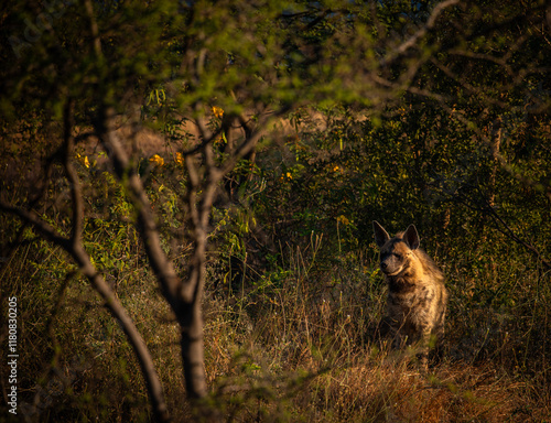 The elusive striped hyena (Hyaena hyaena) prowls the grasslands of Bhigwan Wildlife Sanctuary, its distinctive markings glowing under the warm golden hour sunlight. photo