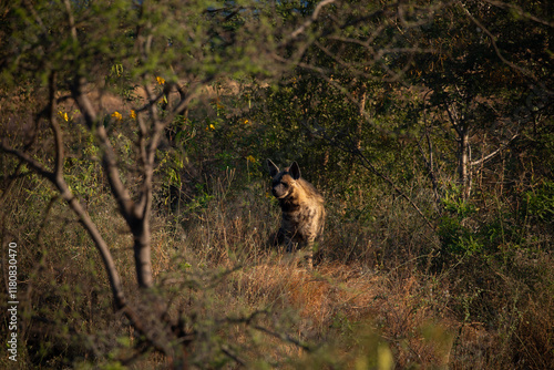Wallpaper Mural The elusive striped hyena (Hyaena hyaena) prowls the grasslands of Bhigwan Wildlife Sanctuary, its distinctive markings glowing. Torontodigital.ca