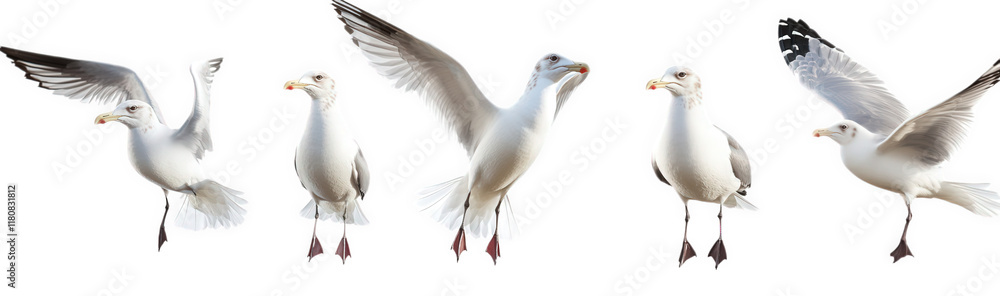 Fototapeta premium series of five seagulls in various flying poses against a white background. showcasing their wings and movements this collection can be used for educational purposes. wildlife representation. or artis