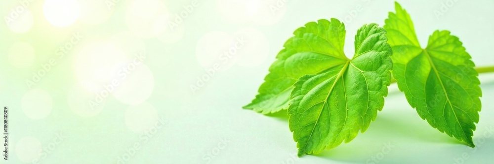 Obraz premium Fresh gotu kola leaves on white background with soft light, closeup, nature, gotu kola