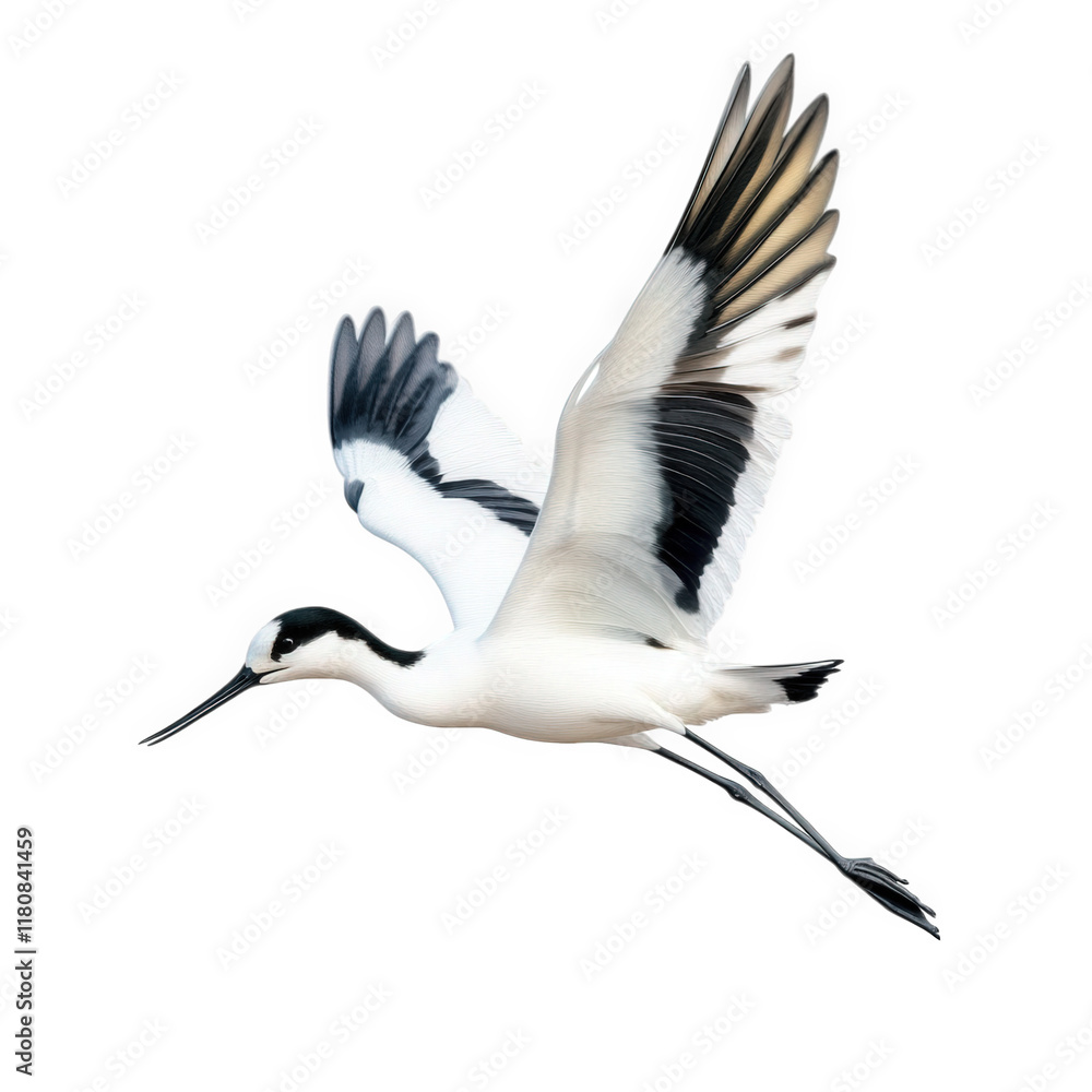 a graceful bird in flight. showcasing its elegant wings and distinctive black and white plumage against a clean white background the bird appears to be in motion. emphasizing its beauty and the freedo a graceful bird in flight. showcasing its elegant wings and distinctive black and white plumage against a clean white background the bird appears to be in motion. emphasizing its beauty and the freedo
