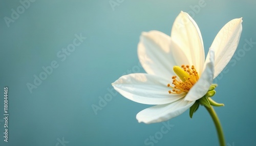 Single white flower with a slight sheen on its surface, luminous, delicate