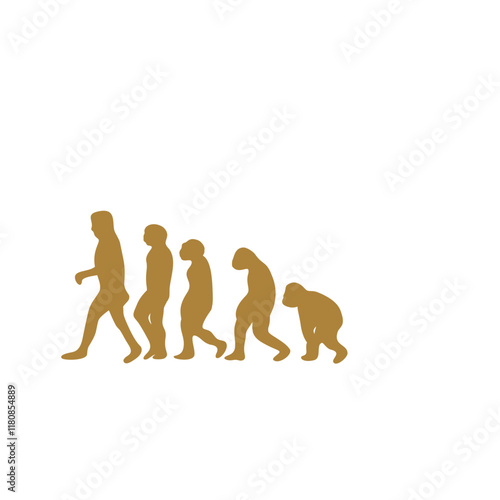 Human Evolution Illustration