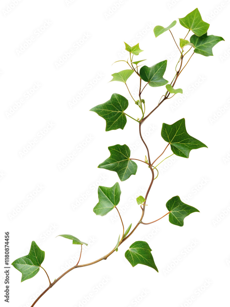 Green leaves Javanese treebine or Grape ivy (Cissus spp.) jungle vine hanging ivy plant bush isolated on transparent background. PNG, cutout or clipping path. Green leaves Javanese treebine or Grape ivy (Cissus spp.) jungle vine hanging ivy plant bush isolated on transparent background. PNG, cutout or clipping path.