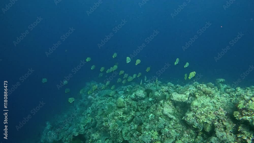 School of golden spadefish swimming along edge of reef. School of golden spadefish swimming along edge of reef.