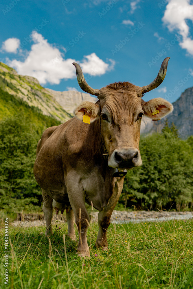 Cow with horns in a pasture. Cow at meadow. Beef cattle in green field. Cow in grassy pasture. Cow in the countryside. Cows graze on summer meadow. Rural landscapes with cows. Cows in a pasture. Cow with horns in a pasture. Cow at meadow. Beef cattle in green field. Cow in grassy pasture. Cow in the countryside. Cows graze on summer meadow. Rural landscapes with cows. Cows in a pasture.