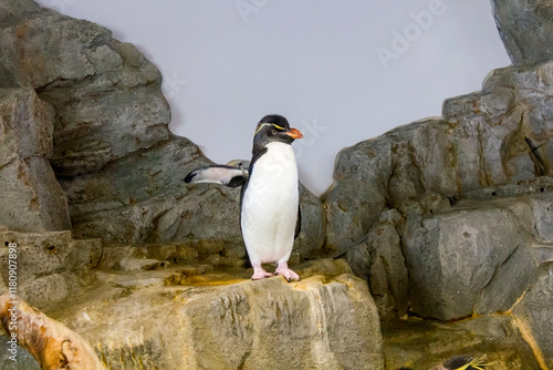 A rockhopper penguin standing on a rocky surface with one wing raised, as if pointing or showing a direction.