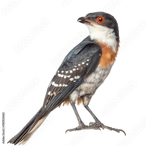 striking bird with a predominantly dark blue-gray plumage. a vibrant orange chest. and distinctive white spots on its wings its bright red eye stands out against its feathers. showcasing its unique fe photo