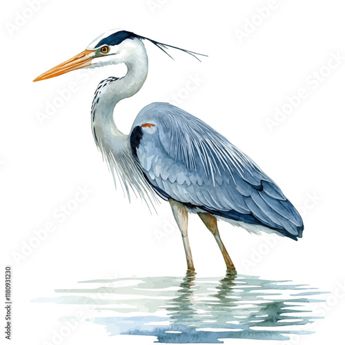 A watercolor of a heron wading in water, isolated on a white background. Heron wading vector.
