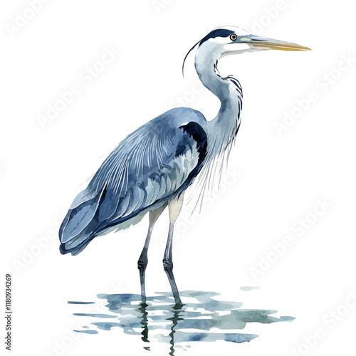 A watercolor of a heron stalking prey in the shallows, isolated on a white background. Heron stalking prey vector.
