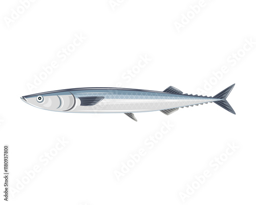 Pacific saury isolated in white background.