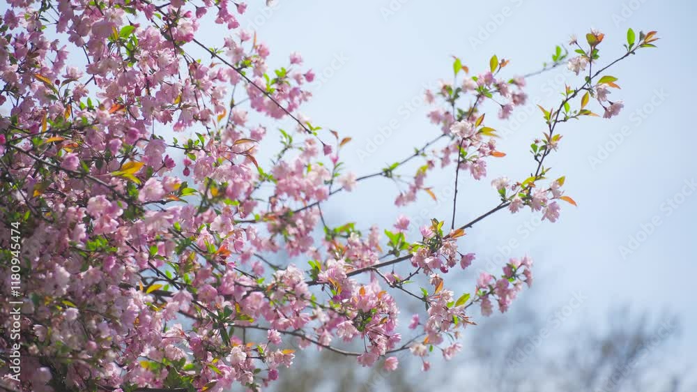Beauty of spring captured with blooming crabapple flowers in nature's vibrant palette Beauty of spring captured with blooming crabapple flowers in nature's vibrant palette