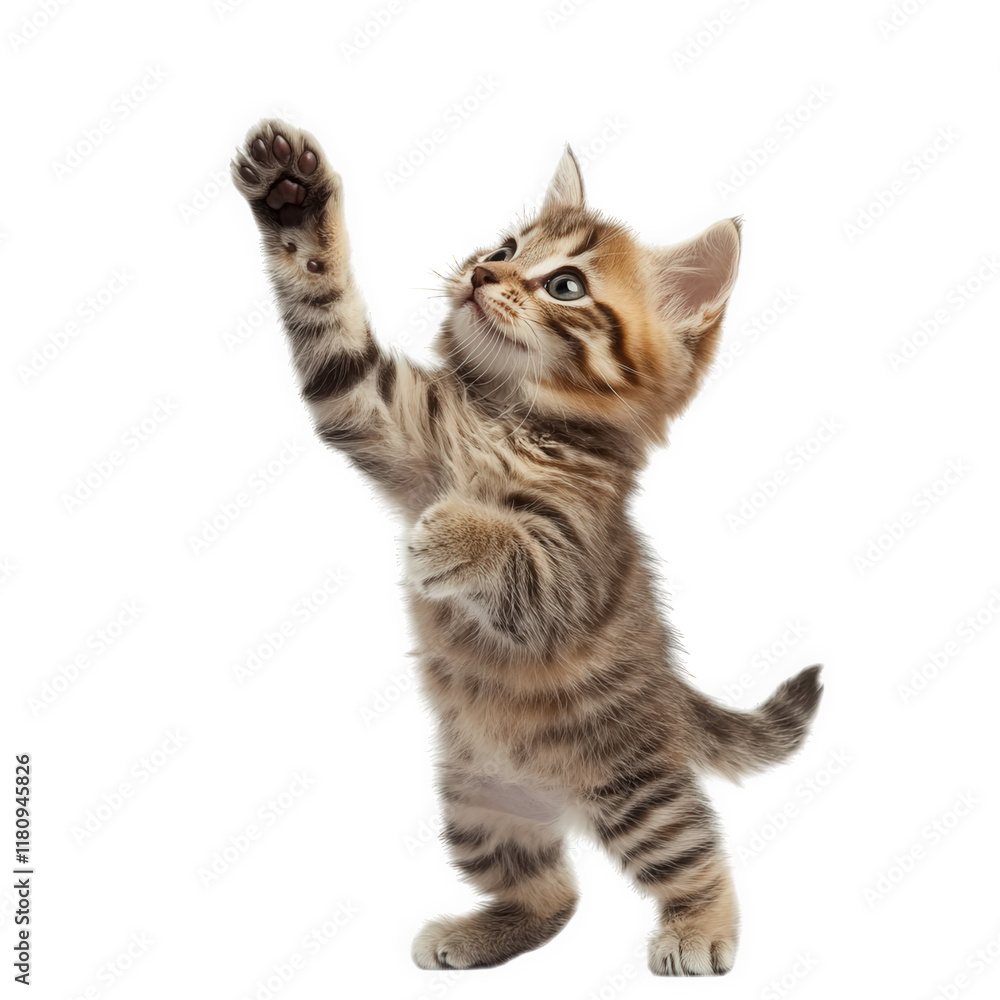 Fototapeta premium a playful kitten stands on its hind legs. reaching upward with one paw raised. showcasing its curious and energetic nature innocence and charm of a young cat against a clean white background. making