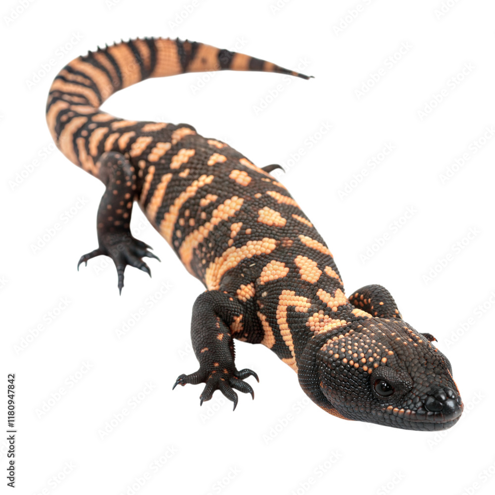 Fototapeta premium A gilamonster with bead-like patterns a colorful encounter in nature photography, isolated on white or transparent background