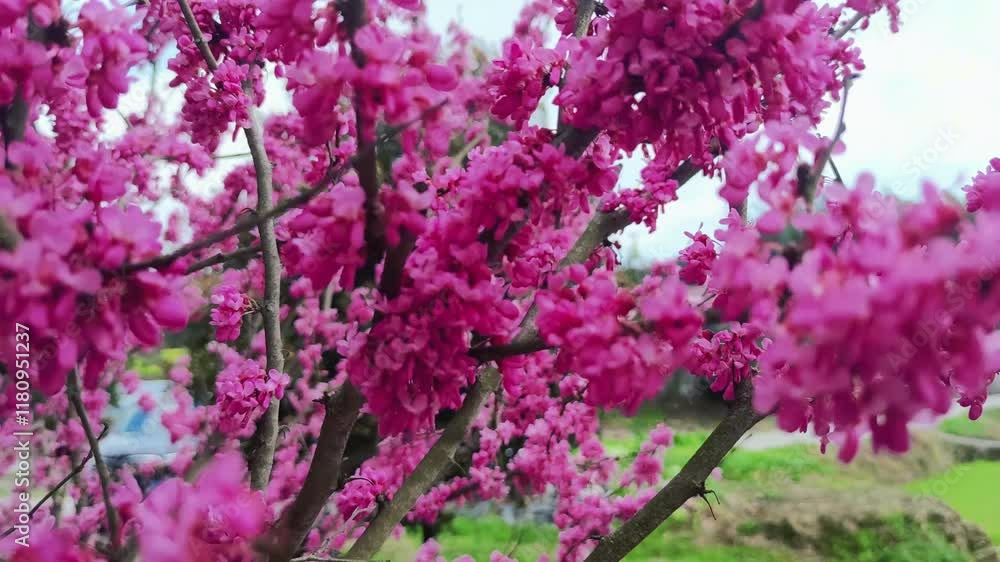 Spring blooms in vibrant colors showcasing nature's beauty Spring blooms in vibrant colors showcasing nature's beauty