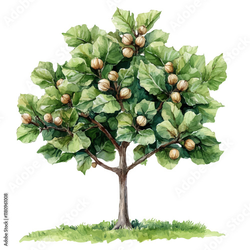 A watercolor vector of a hazelnut tree, isolated on a white background. Hazelnut tree vector.
