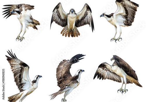 collection of six detailed illustrations of an osprey in various poses. showcasing its wings and body in flight and perched positions this serves as an educational resource for understanding the bird'